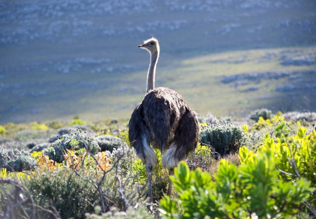 afrique du sud